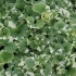 Глехома Glechoma Hederacea Variegata Глехома Glechoma Hederacea Variegata