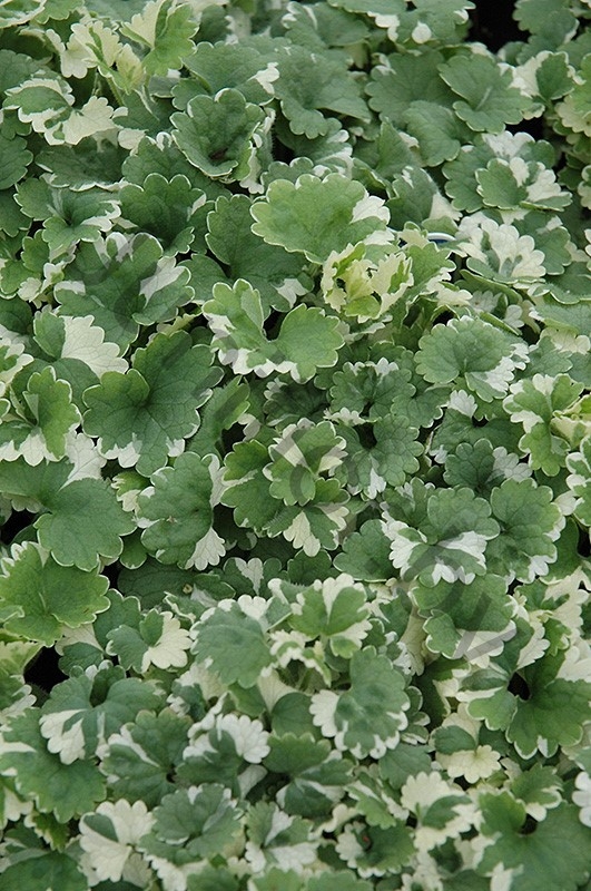 Глехома Glechoma Hederacea Variegata