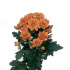 Managua_orange.jpg Managua orange