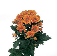 Managua orange