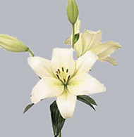 Лилия Az Ercolano