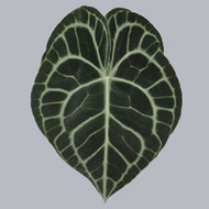 Anthurium Carinervium