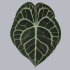 Anthurium_Carinervium.jpg Anthurium Carinervium