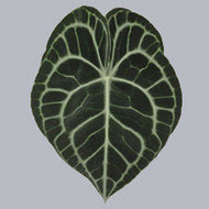 Anthurium Carinervium