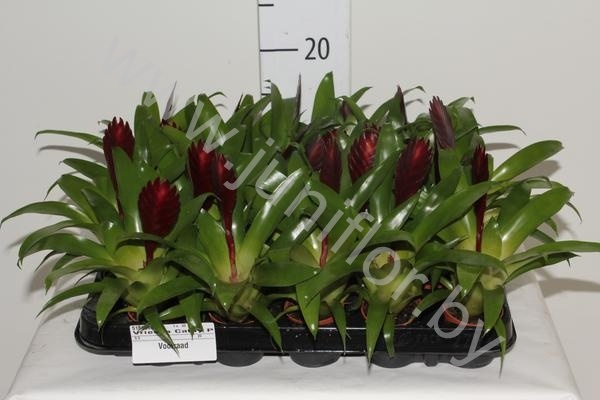 Вризея Cathy P