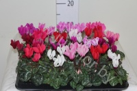 Цикламен Cyclamen Micro Mix