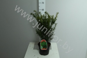 Тис Taxus Densiformis
