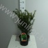 Тис Taxus Densiformis