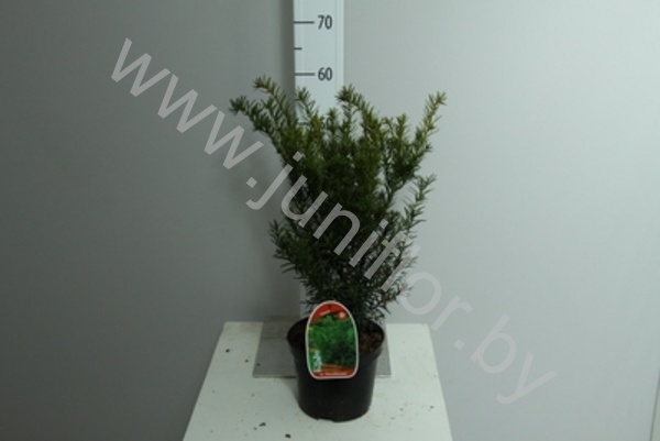 Тис Taxus Densiformis