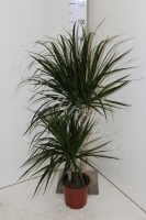 Драцена Dracaena Marginata 45-15