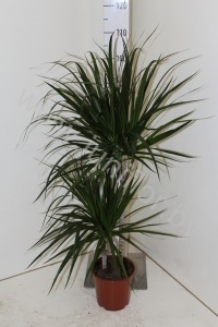 Драцена Dracaena Marginata 45-15