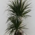 Драцена Dracaena Marginata 45-15 Драцена Dracaena Marginata 45-15