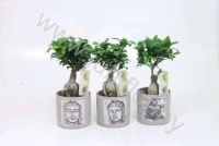 Фикус Ficus Ginseng In Buddha Pot