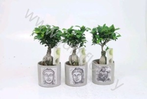 Фикус Ficus Ginseng In Buddha Pot