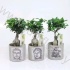 Фикус Ficus Ginseng In Buddha Pot Фикус Ficus Ginseng In Buddha Pot
