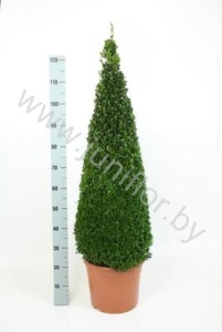 Самшит Buxus Sempervivum Piramide (Vd Salm