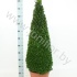 Самшит Buxus Sempervivum Piramide (Vd Salm Самшит Buxus Sempervivum Piramide (Vd Salm