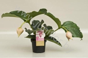 Мединилла Medinella Magnifica 2 knop