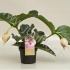 Мединилла Medinella Magnifica 2 knop Мединилла Medinella Magnifica 2 knop