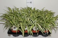 Хлорофитум Chlorophytum Variegatum