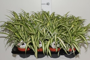 Хлорофитум Chlorophytum Variegatum