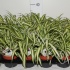 Хлорофитум Chlorophytum Variegatum Хлорофитум Chlorophytum Variegatum