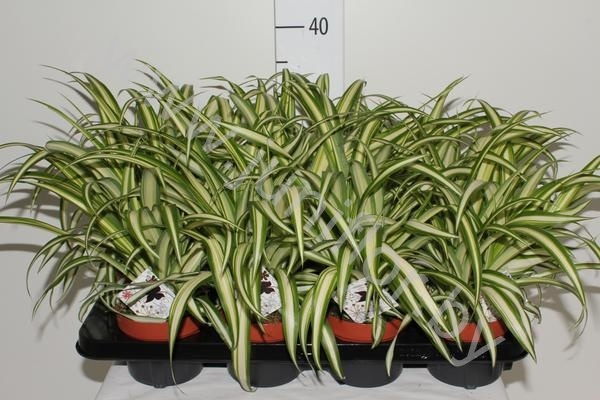 Хлорофитум Chlorophytum Variegatum