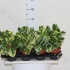 Пеперомия Peperomia Green Gold