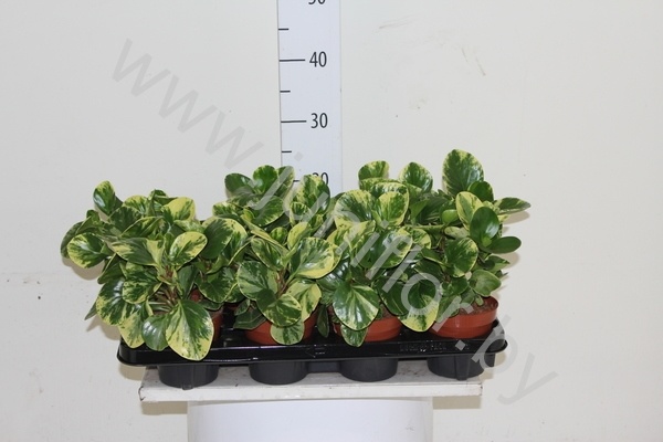 Пеперомия Peperomia Green Gold