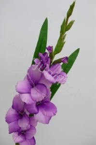 Гладиолус Gladioli Oscar Levents