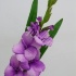 Гладиолус Gladioli Oscar Levents Гладиолус Gladioli Oscar Levents