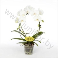 Фаленопсис Phal Mirror Miracle White
