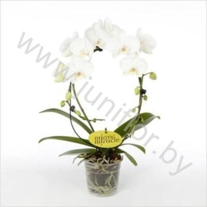 Фаленопсис Phal Mirror Miracle White