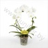 Фаленопсис Phal Mirror Miracle White Фаленопсис Phal Mirror Miracle White