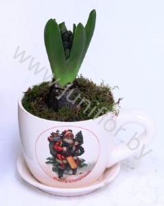 Гиацинт Cup X-mas+9cm Hyacint