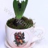 Гиацинт Cup X-mas+9cm Hyacint