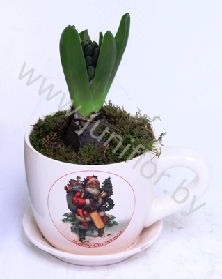 Гиацинт Cup X-mas+9cm Hyacint