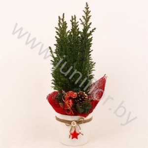 Кипарис Cham.Star White Kersttoef NO SNOW