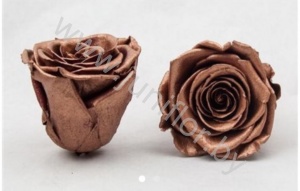 Стабилизированная роза Rose pr Copper