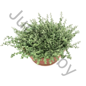Цмин Helichrysum Lanatum
