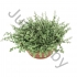 Цмин Helichrysum Lanatum Цмин Helichrysum Lanatum