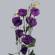 Эустома Piccolo Blue