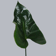 Anthurium Middel