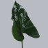 Anthurium_Middel.jpg Anthurium Middel