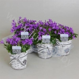 Кампанула Porto Coll.S.Basket