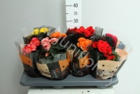 Бегония Vulcano Luxe Mix