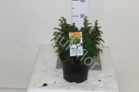 Криптомерия Cryptomeria Vilmoriniana