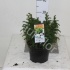 Криптомерия Cryptomeria Vilmoriniana Криптомерия Cryptomeria Vilmoriniana