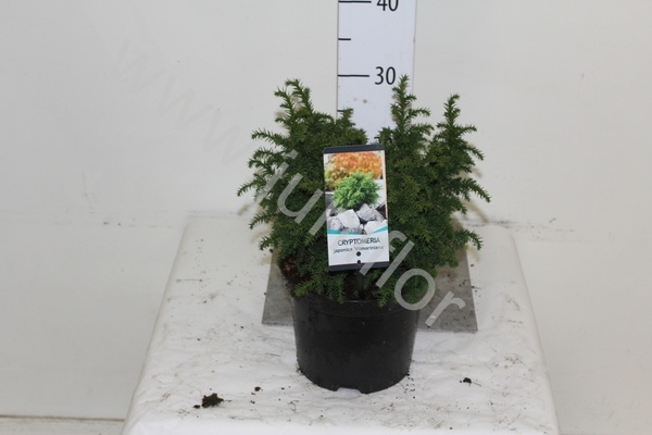 Криптомерия Cryptomeria Vilmoriniana