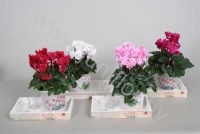 Цикламен      Cyclamen Op Dienblad Met Windlichtj
